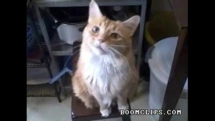Много Забавна Котка !
