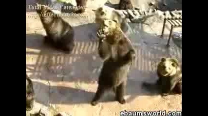 Гладни Мечки