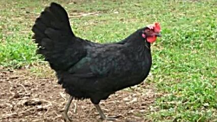 Песни за маса - Черна кокошка