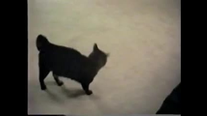 Котка напада куче