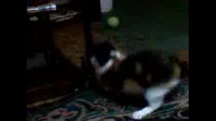 Луда котка