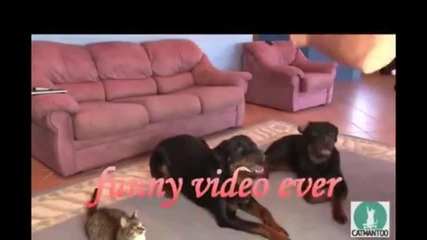 Как се дресира котка!