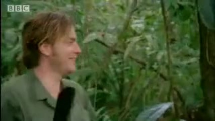 Check for Snakes! - Ewan Mcgregor in the Jungle - Bbc 