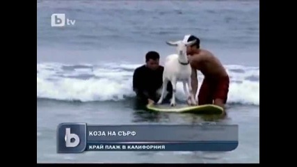Коза кара сърф на плажа в Калифорния