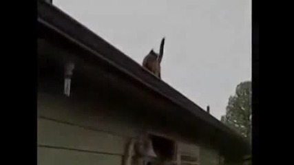 Kотка Freerunner