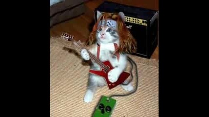 Worlds funniest and sweet cats funnyh