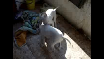 Pitbull