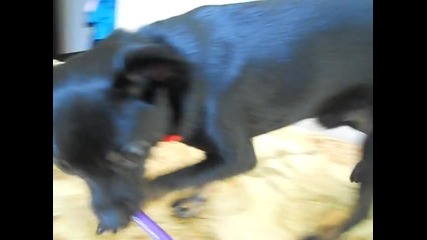 Моето куче Демон - Petstv