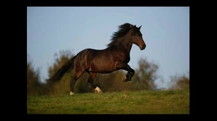 Vangelis   -  Horse Tribute