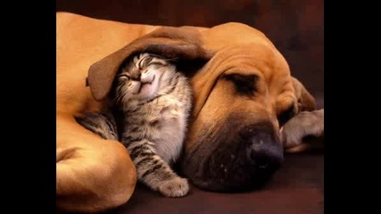 Cats Wallpapers