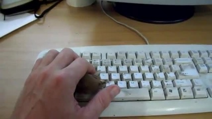 Пиленцето си намери гнездо-смях
