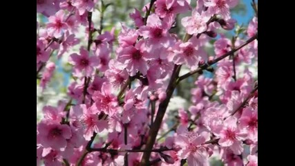 Chinese Music - Love Spring