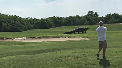 Гигантски алигатор премина през голф игрище
