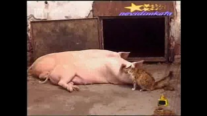 Господари На Ефира - Любовна Сцена Между Котка И Прасе!!!