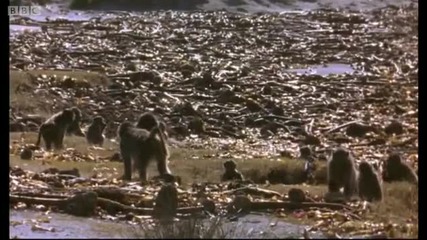 Lunchtime for Baboons - Mountain of the Sea - Bbc 