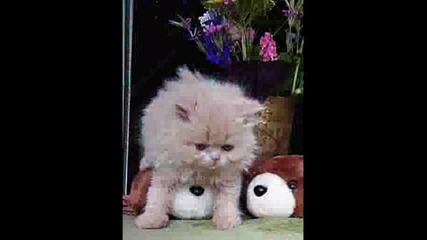 Movie0001.wmv