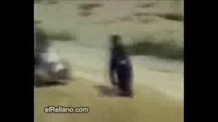 Яко смешни животни