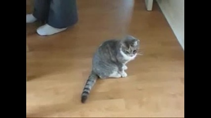 Пияна котка едвам се държи на краката си