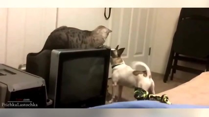 Котки срещу Кучета Компилация 2014 - Гарантиран Смях