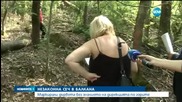 Незаконна сеч в Балкана