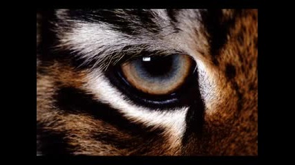 Survivor - Eye Of The Tiger (techno Remix)