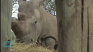 Rangers Protect Three of the Last Remaining Northern White Rhinos in the World