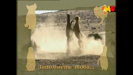 Енциклопедия на животните - Див кон - Бг Аудио