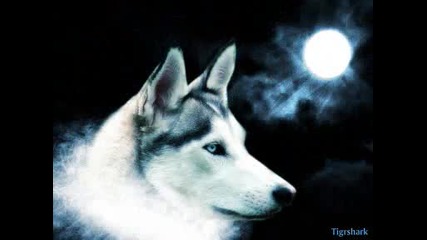 Хаджо Ft. Little Wolf - Little Wolf