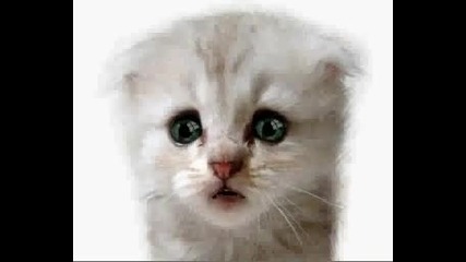 котка говори Много Е Яко !!!! 