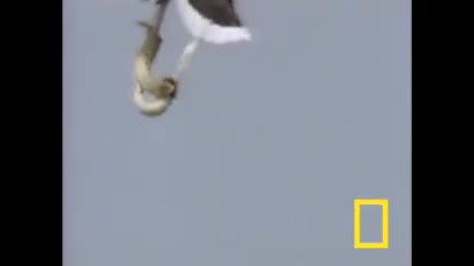 Eagle Vs. Sea Snake 