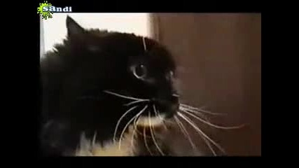 Говореща котка