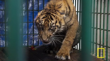 National Geographic Live! - Steve Winter & Alan Rabinowitz_ Tigers Forever