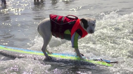 Кучета сърфисти