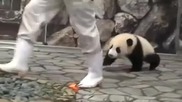 Малка панда си играе с оператор