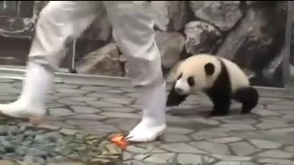 Малка панда си играе с оператор