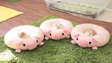 Малки пухкави и сладки котенца :)