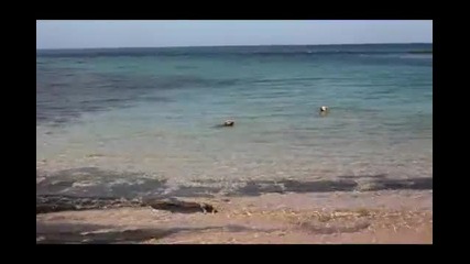 Кучета ловят акули