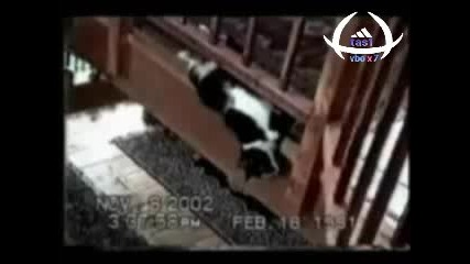 Забавни Котета