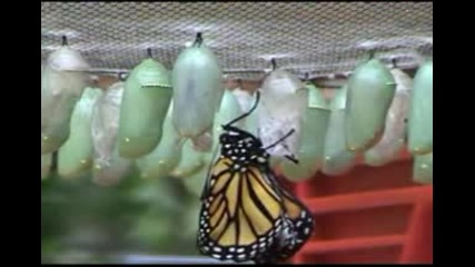 Раждане на пеперуди Monarch