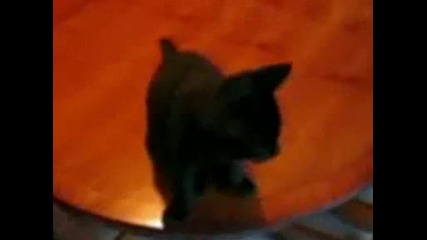 Луда Котка