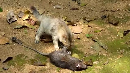 Котка до огромен Плъх!