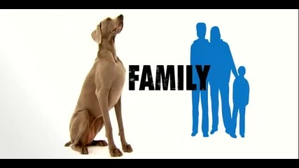 ! Dogs 101 - Weimaraner 