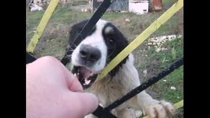 Роко - Българско Овчарско Куче 