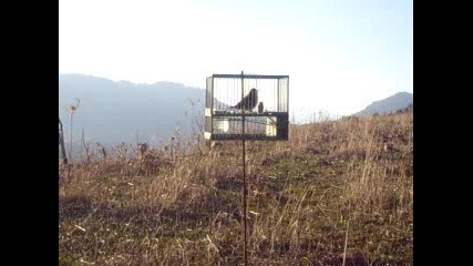 carduelis cannabina - от поморие на iveln 