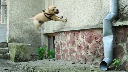 Куче Тренира Паркур..