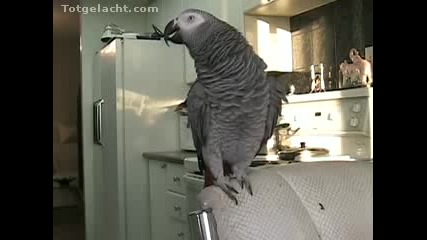 Невероятно - папагал се опитва да прави Битбокс