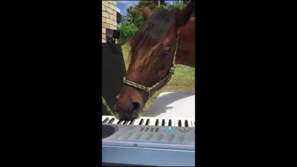 Кон свири на пиано