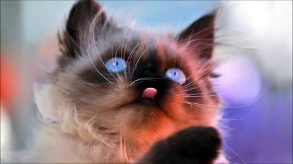 Nekliff - Angry Cats (ewan Rill remix)