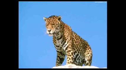 Jivotni.wmv