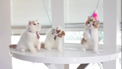 Малки котенца с вратовръзки си играят .. Сладури ..